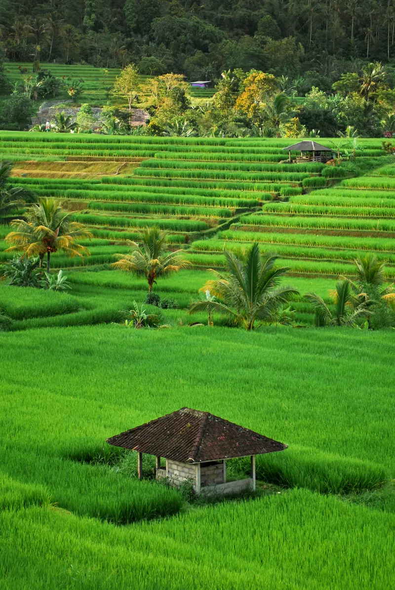 Curved emerald rice terraces of Tegallalang, Ubud