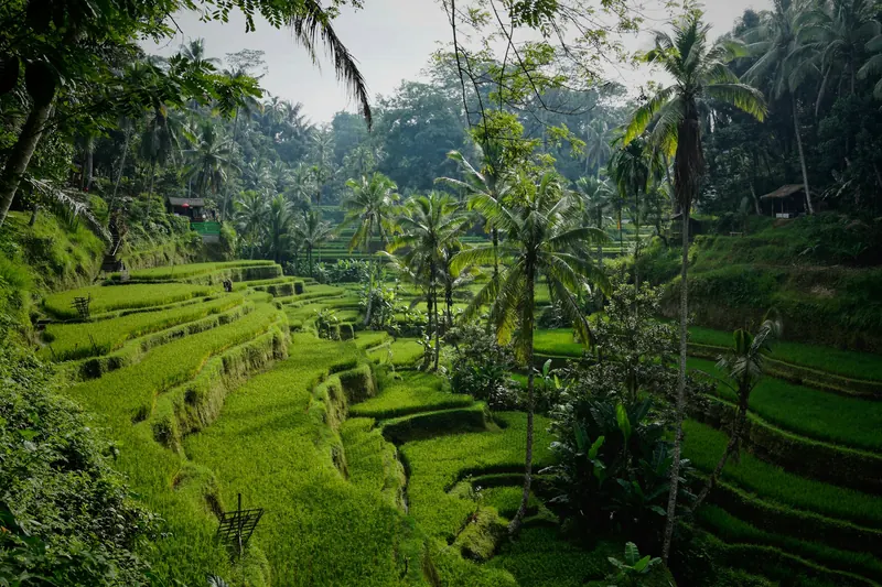 Sunlit emerald rice terraces fringed by palms in Bali